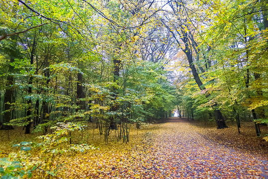 111101 - Trollskog