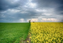 130528 - Rapeseed Fields