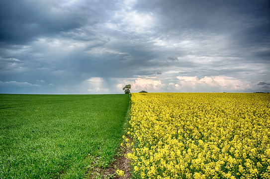 130528 - Rapeseed Fields