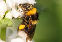 110521 - Macro Bee