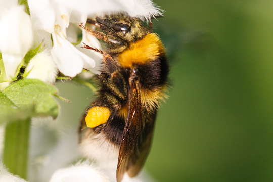 110521 - Macro Bee