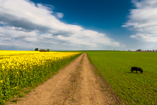 120513 - Rapeseed