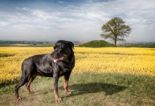 120520 - Rapeseed