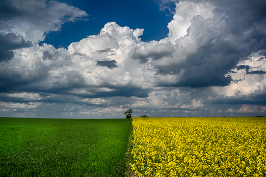 130531 - Rapeseed 2.0