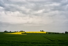 140518 - Rapeseed 2.0