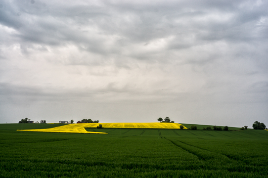 140518 - Rapeseed 2.0