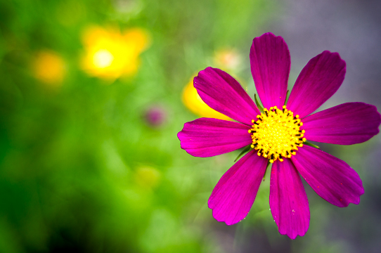 140712 - Flowers