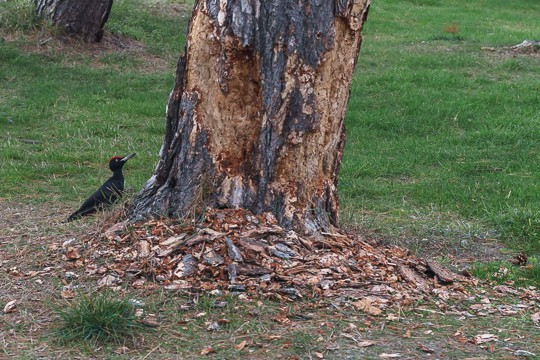 151005 - Woodpecker