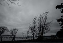 181114 - Birds