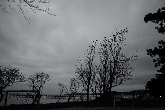 181114 - Birds